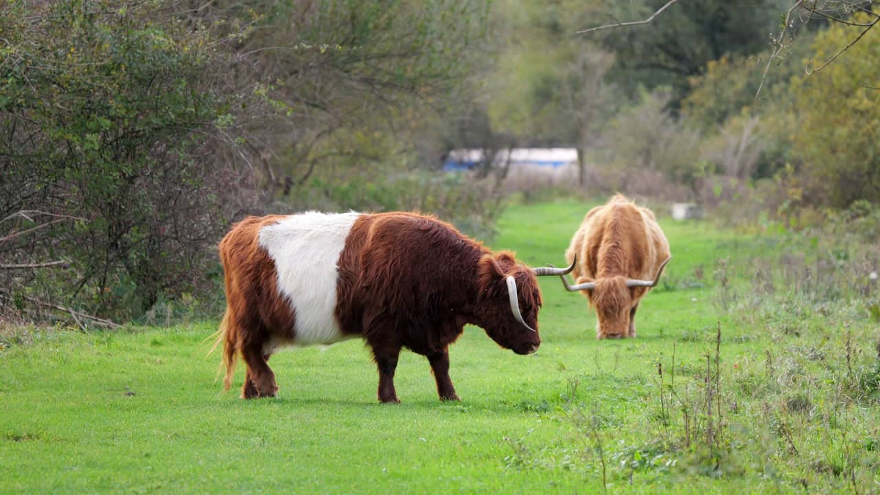 Schotse Hooglanders in het Twiske